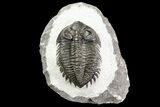 Coltraneia Trilobite Fossil - Huge Faceted Eyes #75458-1